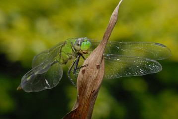 Libellula