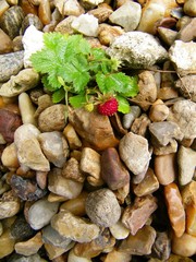 Fraise au milieu des cailloux