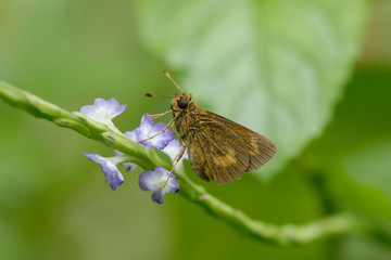 Hylephila phyleus - (Fiery skipper)