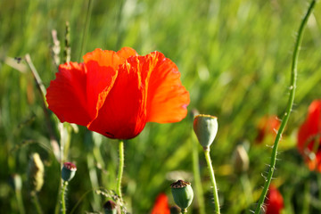 Naklejka premium Red poppy