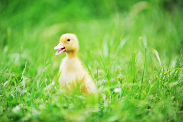 Small ducklings  green grass