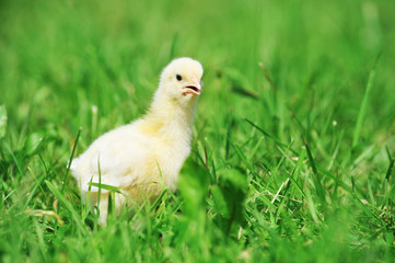 chick  and green grass