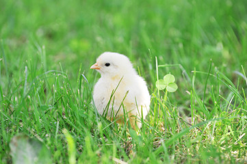 chick  and green grass