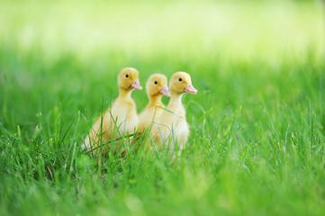 Small ducklings  green grass