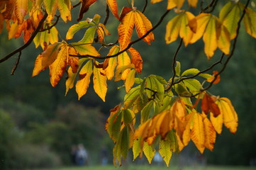Herbst