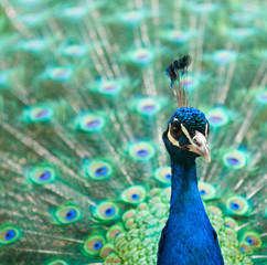 peacock with colorful tail