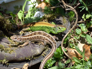 Small Lizards