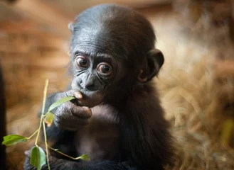 Papier Peint photo Lavable Singe Mignon bébé singe Bonobo