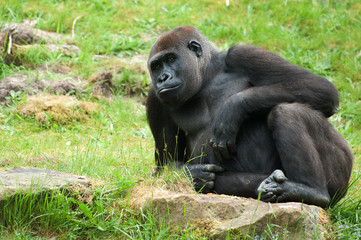 female gorilla
