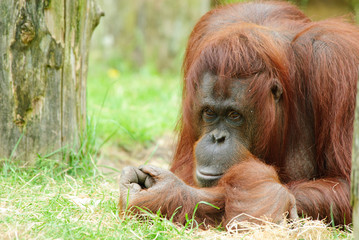cute orangutan © Eric Gevaert