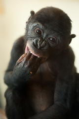 Cute baby Bonobo monkey