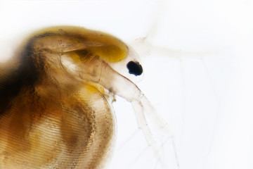 Wasserfloh