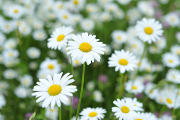 Fototapeta premium Margeritenwiese