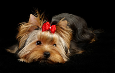 Yorkshire Terrier isolated on black
