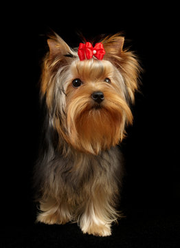 Yorkshire Terrier isolated on black