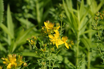 St. John's Wort Flower - Hypericum perforatum