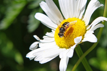 Obraz premium Transverse Flower Fly