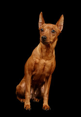 Red Miniature Pinscher isolated on black