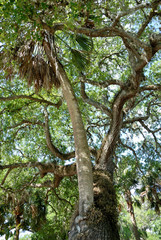 Obraz premium Famous Love Tree St. Augustine Florida