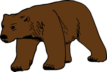 bear vector illustration