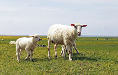 Mutterschaf mit Lamm