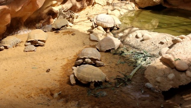 Tortues