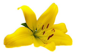 Lilie © Martina Osmy