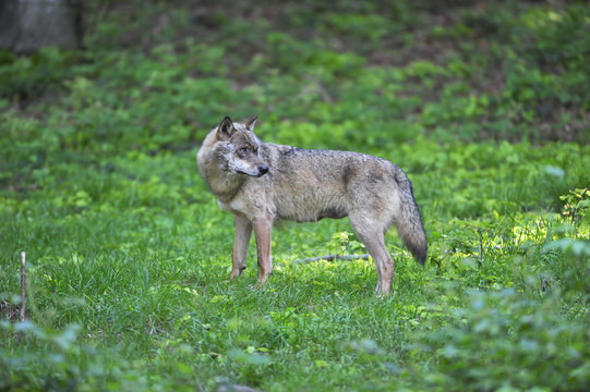 Wolf