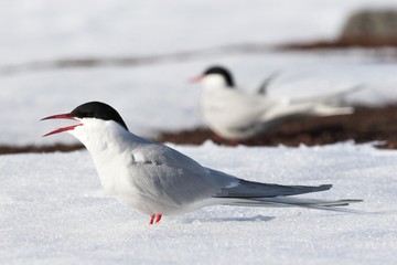 Arctic terns