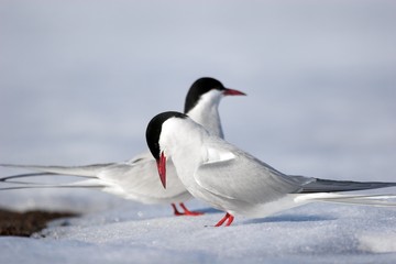 Obraz premium Arctic terns