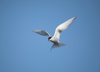 Arctic tern