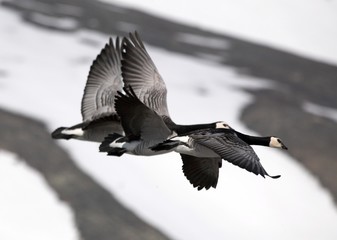 Barnacle gees flying over tundra