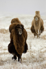 Camels at the winter steppe