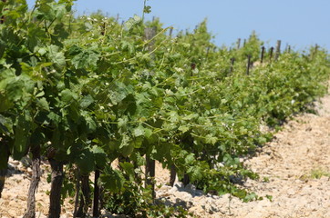 vignoble languedocien à la fin du printemps