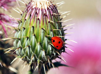 An Orange Ladybird Beetle on a Spiny Thistle