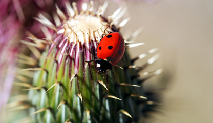 An Orange Ladybird Beetle on a Spiny Thistle