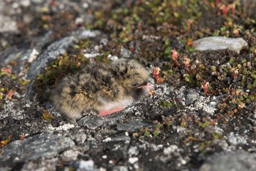 Arctic tern chick