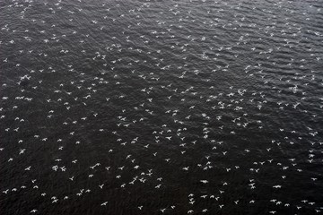 White birds over the ocean