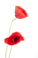 Obraz premium poppy