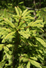 Norway Spruce (Picea Abies) Shoots