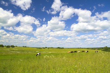 Obraz premium rural landscape with cows