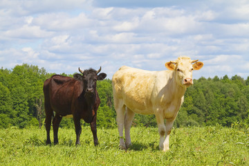 cows in the meadow