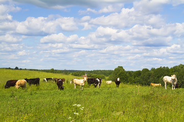 rural landscape with cows