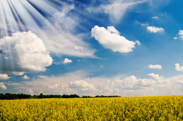 Golden rapeseed field and white clouds.