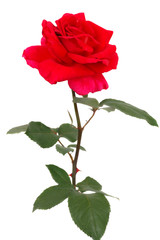 Red Roses