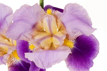Papier Peint photo autocollant Macro Iris
