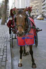 Working Horse