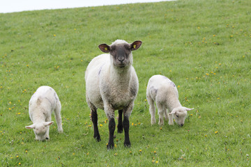 Obraz premium sheep and lambs