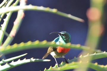 Vogel Kruger Nationalpark