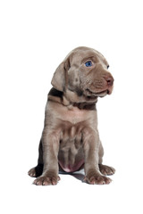 Weimaraner Welpe II